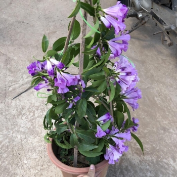 Cây lan tỏi bầu đất